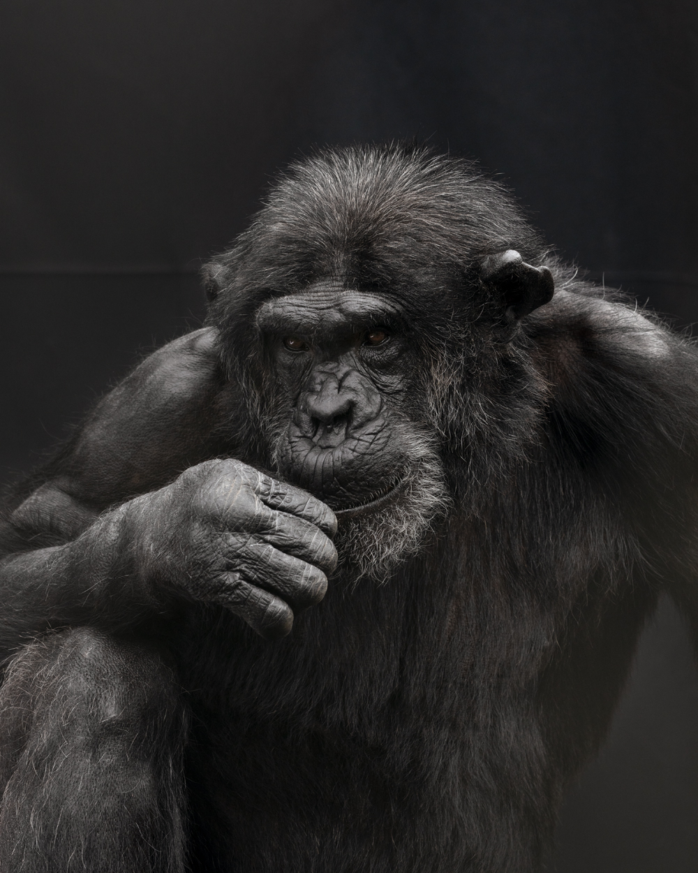 Primates | SPA2020 Nederlands Fotomuseum