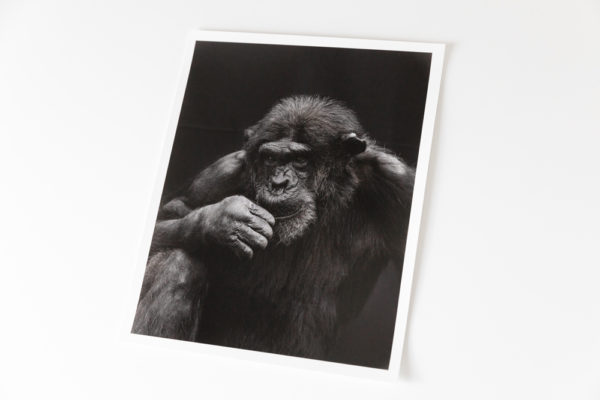 Toto (2020) - 22x27,5 cm - Image 2